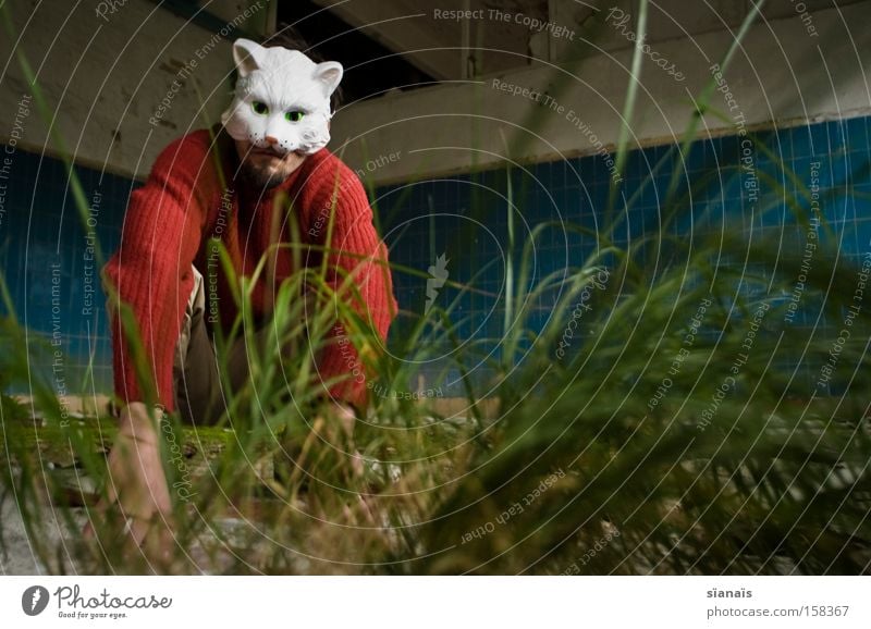 cat grass Worm's-eye view Carnival Factory Mask Pet Cat Sit Surrealism Tile Carnival costume Dress up Lawn Hung-over