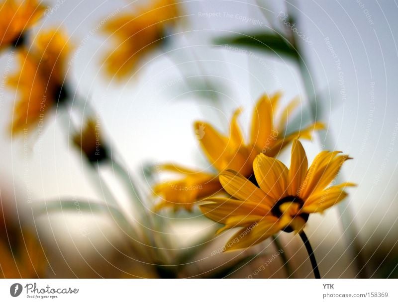 Summer's Dawn Colour photo Exterior shot Close-up Deserted Copy Space left Twilight Contrast Sunrise Sunset Blur Nature Plant Sky Weather Beautiful weather