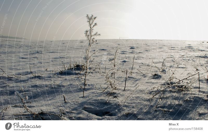 ice desert Colour photo Exterior shot Winter Ice Frost Grass Desert Freeze Cold Gloomy Frozen Frostwork Sparse Badlands Siberia frosty Snow Day