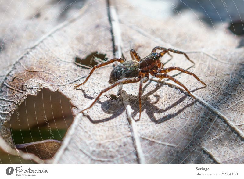 spider Nature Plant Animal Spring Flower Bushes Leaf Garden Park Meadow Forest Wild animal Spider 1 Crawl Jumping spider Colour photo Subdued colour