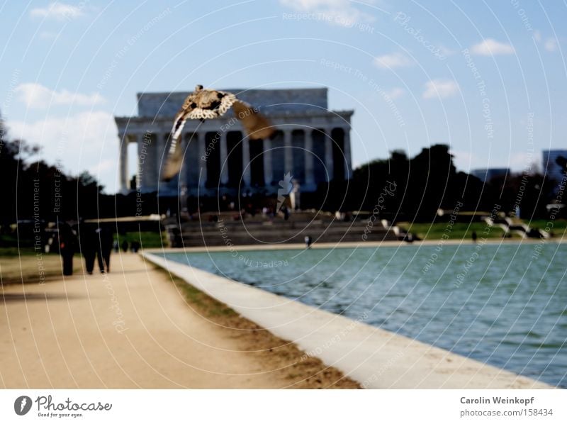 Up and away. Washington DC Americas Building Vanishing point Sky Clouds Human being USA Duck Monument Reflection Pool Flying Lincoln Memorial Reflecting Pool