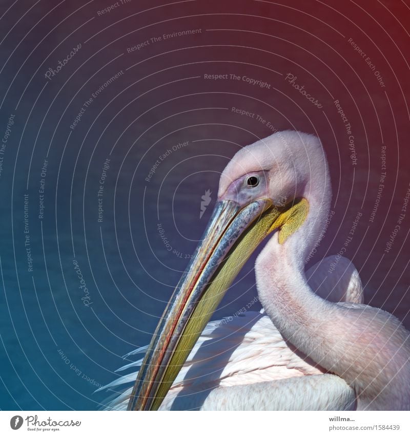 Pelican against blue neutral background Wild animal Web-footed birds waterfowl Beak Blue Yellow White Copy Space Square