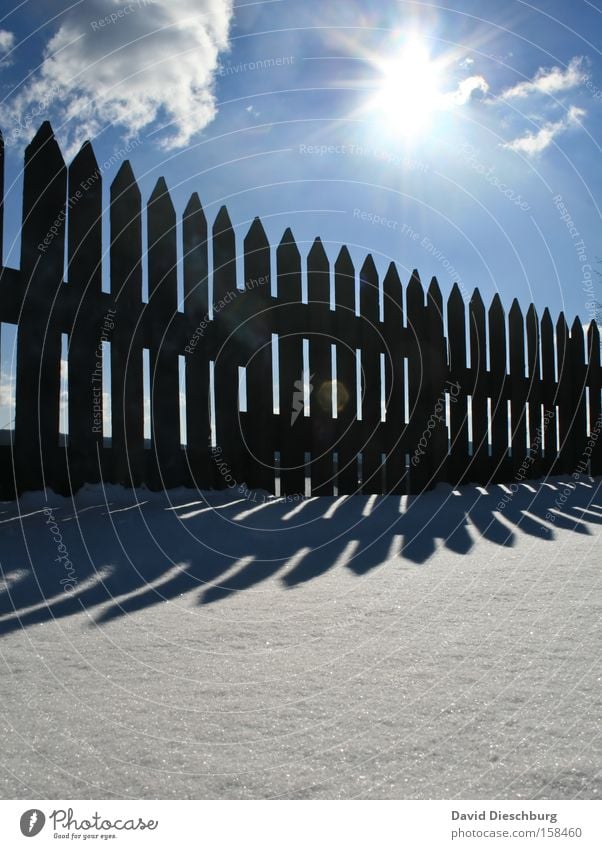 shadow production plant Colour photo Exterior shot Structures and shapes Day Light Shadow Contrast Silhouette Sunlight Sunbeam Back-light Worm's-eye view