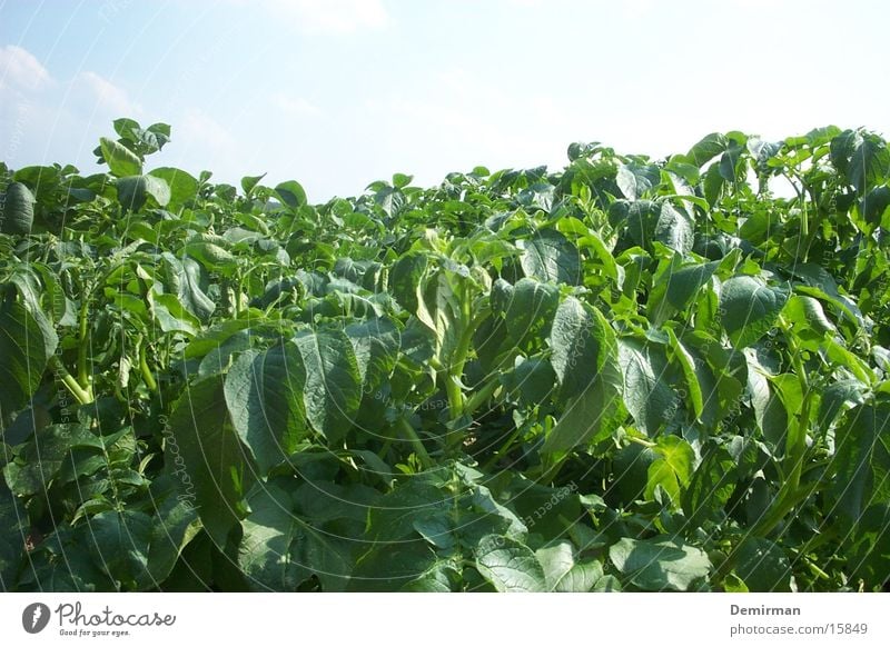 One field Green Field Summer Sky Blue Agriculture Nature