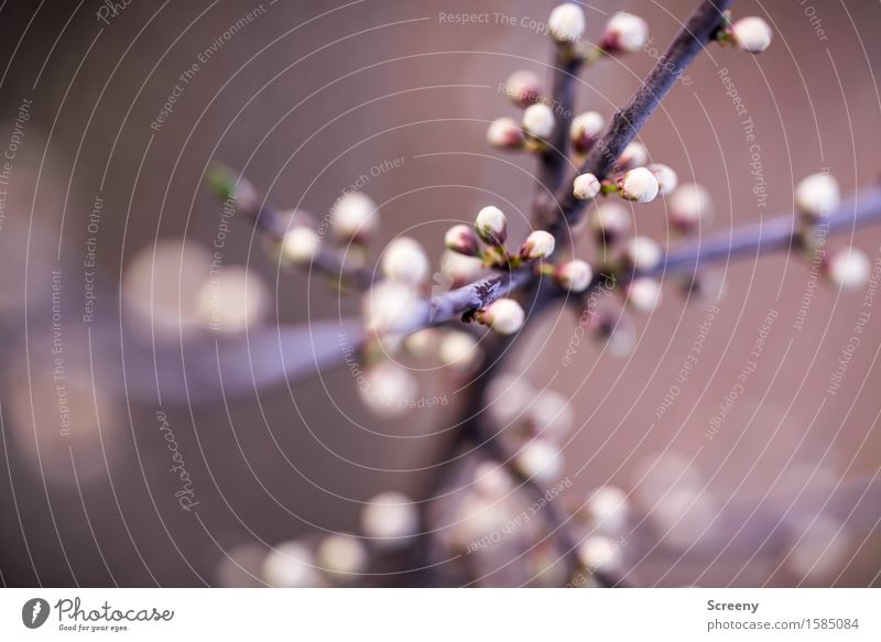 Cross and cross Nature Plant Spring Bushes Blossom Park Forest Blossoming Small White Spring fever Branchage Muddled Bud Colour photo Exterior shot