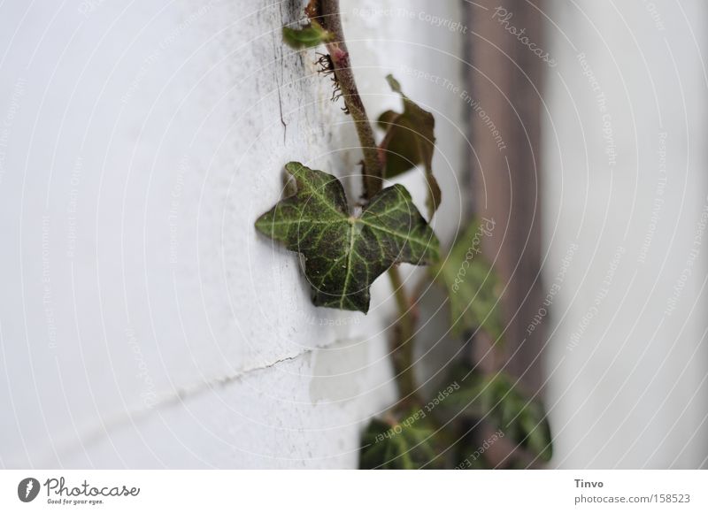 connectedness Ivy Creeper Leaf Robust Connectedness Liana Close-up Evergreen plants Cuddly Macro (Extreme close-up) carpet adhesive roots self-climate