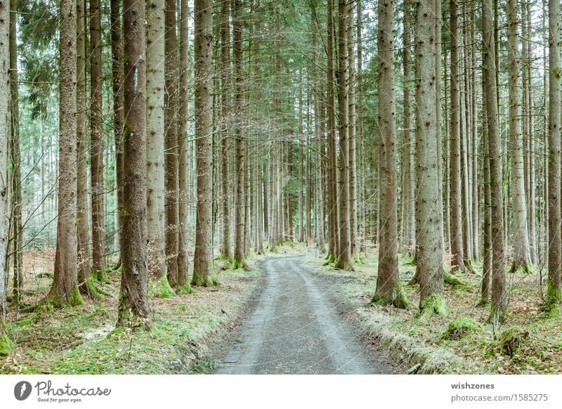 A long way home through a springtime forest Harmonious Senses Calm Hiking Environment Nature Landscape Plant Earth Air Spring Tree Moss Forest Fresh Brown Gray