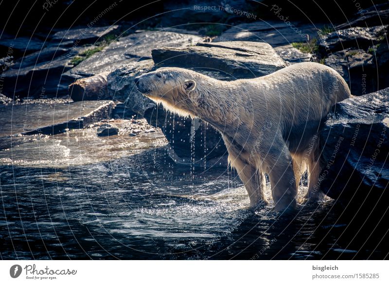 A bath in the morning ... Animal Wild animal Polar Bear 1 Swimming & Bathing Stand Blue Gray Joy Happy Joie de vivre (Vitality) Power Cleanliness Colour photo