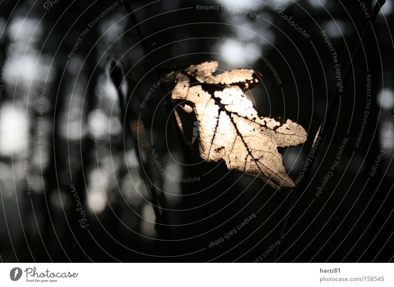 Oak leaf in the sun Winter Cold Oak tree Tree Nature Leaf Bright Winter sun Calm Idyll Macro (Extreme close-up) Back-light