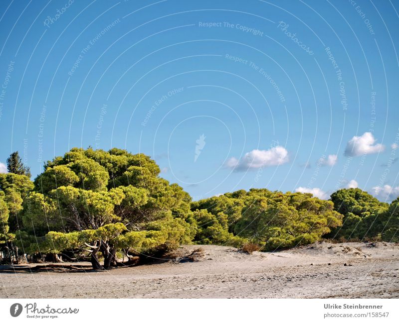 Pines offer shade on the beach in Sardinia Colour photo Exterior shot Deserted Copy Space top Day Shadow Sunlight Calm Fragrance Vacation & Travel Summer Beach