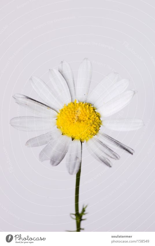 Stock:: /yellowwithwhite Flower White Yellow Isolated Image Stick Nature Spring Daisy Chamomile Fresh New Life Medicinal plant Weed