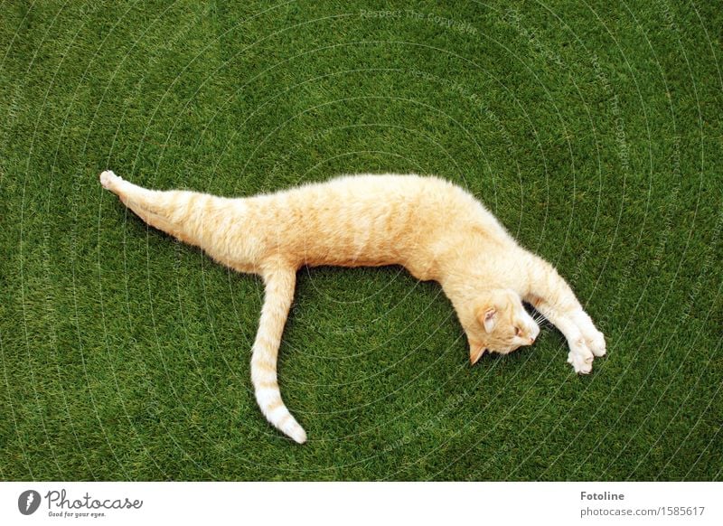 Streeeeeeeck dich!!! Environment Nature Plant Animal Grass Garden Park Meadow Pet Cat Pelt 1 Free Bright Beautiful Natural Green Orange Lie Stretching Long