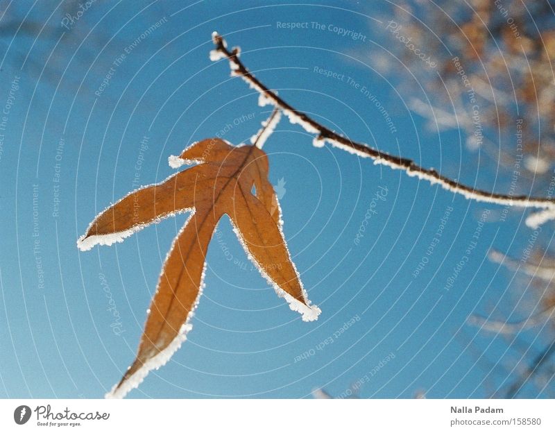 A frosty leaf Colour photo Exterior shot Copy Space left Copy Space right Day Back-light Shallow depth of field Winter Snow Sky Ice Frost Leaf Blue Frozen