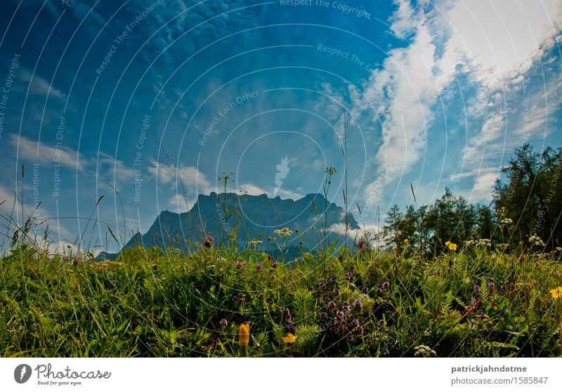 Mountain meadow Austria Environment Nature Landscape Plant Animal Earth Air Clouds Spring Climate Weather Beautiful weather Flower Grass Bushes Leaf Blossom