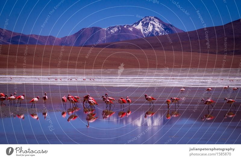 Laguna Kara lagoon with flamingos and reflection of a mountain Vacation & Travel Tourism Mountain Group Nature Landscape Animal Park Volcano Lake Bird Flamingo