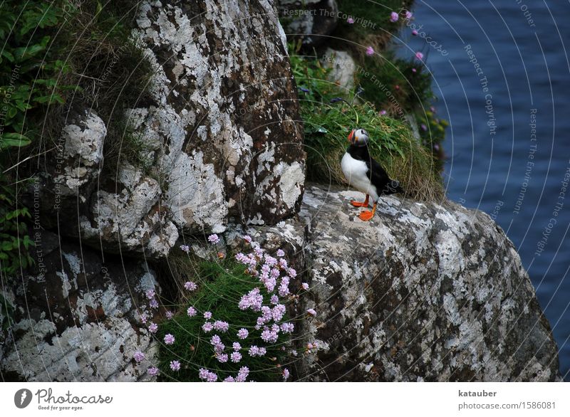 puffin on the rocks Nature Landscape Plant Animal Earth Water Flower Moss Rock Waves Coast Ocean Island Scotland Western islands lunga Wild animal Bird Puffin