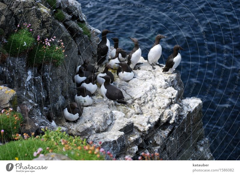 guillemots Landscape Animal Water Summer Rock Waves Coast Ocean Island Scotland Western islands lunga Wild animal Bird Common murre Sea bird Group of animals