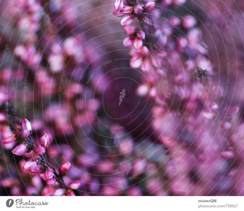 Dancing In The Wind. Heather family Nature Environmental protection Saxon Switzerland Ireland Northern Ireland Macro (Extreme close-up) Violet Multicoloured