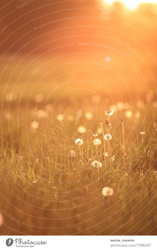 Sunny dandelion field in spring Design Summer Nature Landscape Sunrise Sunset Sunlight Spring Beautiful weather Flower Grass Leaf Meadow Fresh Yellow Green