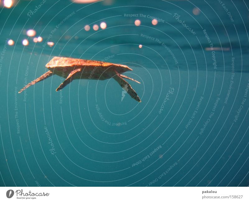 dude is swimmin' away Turtle Reptiles Ocean Water Fin Blue Structures and shapes Wet Surface of water Underwater photo Swimming & Bathing Exterior shot