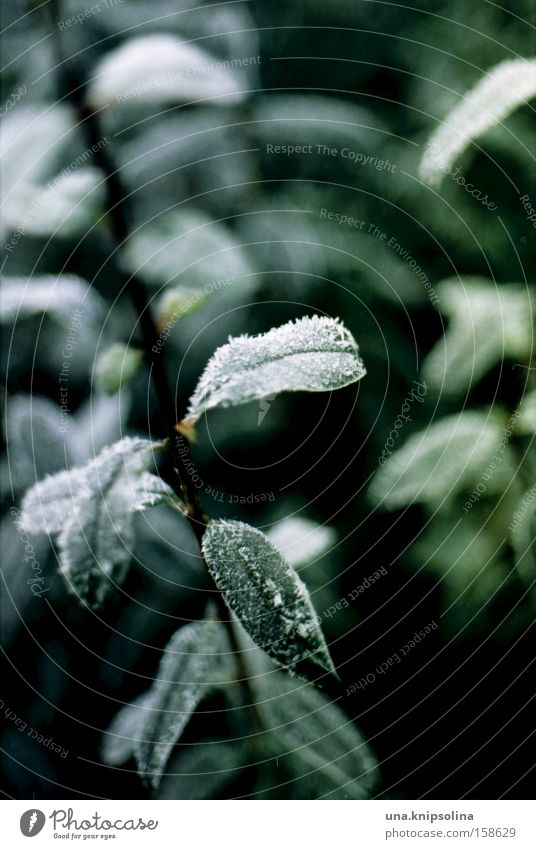 frost Winter Snow Nature Plant Ice Frost Cold Green White Crystal structure Detail Macro (Extreme close-up)