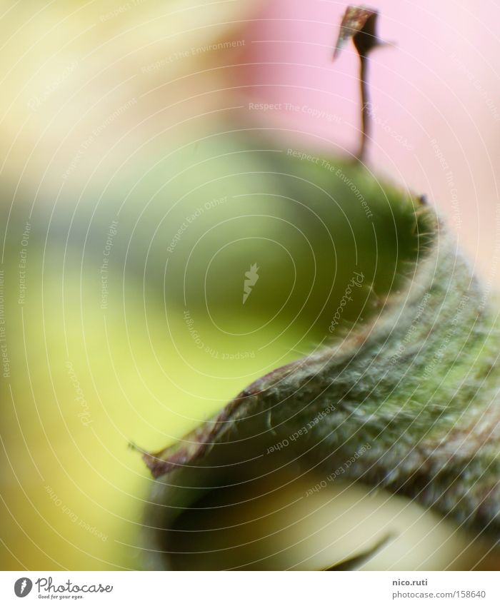 booze Leaf Green Rose Thin Fuzz Macro (Extreme close-up) Blur Close-up hairy hair Fantasy literature Limp