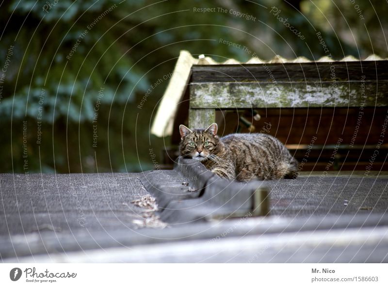 hello kitty House (Residential Structure) Hut Roof Animal Pet Cat Pelt 1 Observe Lie Watchfulness Domestic cat Animal face Cat's head Serene Patient Calm