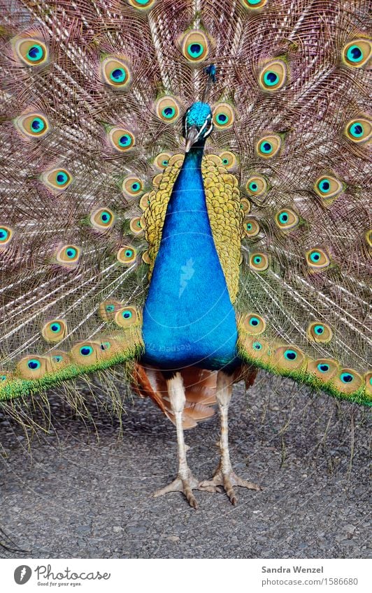 feathered Animal Bird Zoo 1 Esthetic Glittering Blue Multicoloured Love of animals Beautiful Presentation Rutting season Peacock Feather Colour photo