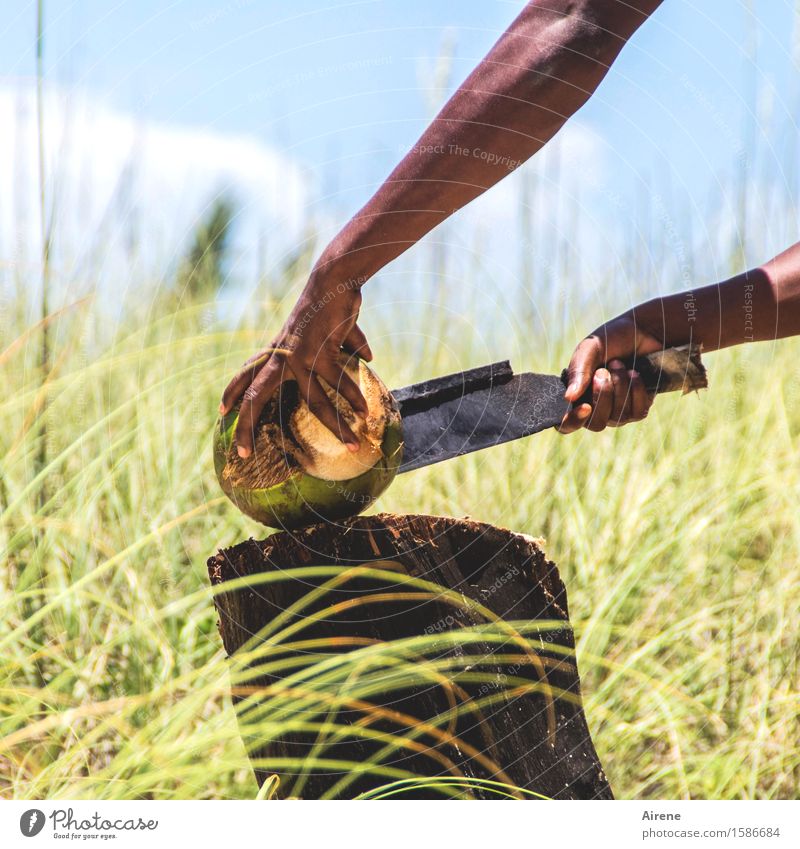 You're a cruel man. You're a violent man. Food Fruit Coconut Tropical fruits Nut Masculine Young man Youth (Young adults) Arm Hand Fingers 1 Human being Machete