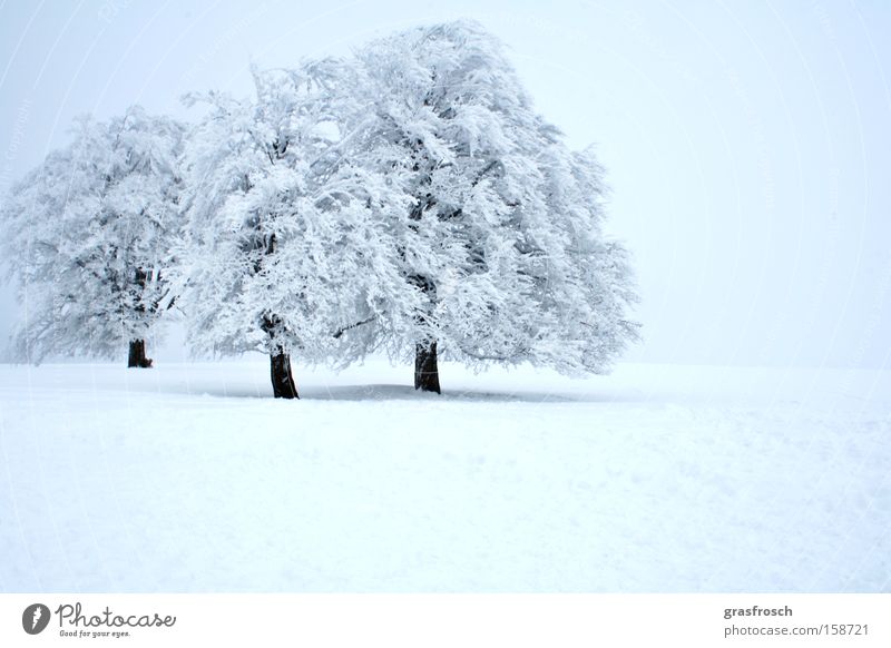 onset of winter Snow Winter Ice Frost Tree Forest Ice crystal Nature Fear Panic