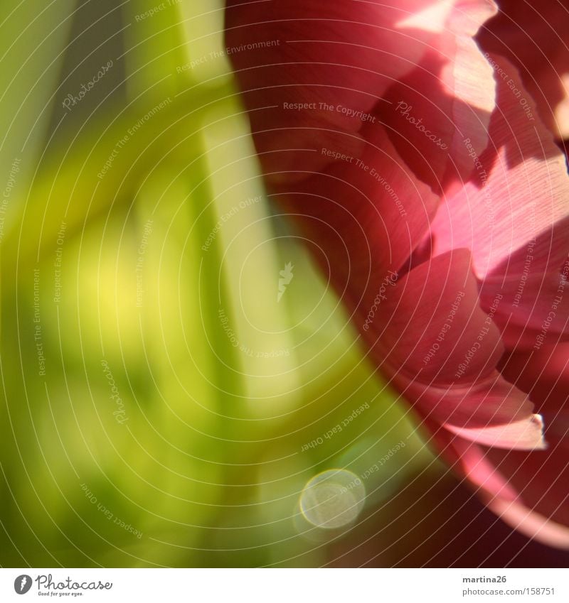 tulip Tulip Blossom Flower Red Pink Green Macro (Extreme close-up) Spring Sun Blossom leave Friendliness Romance Close-up