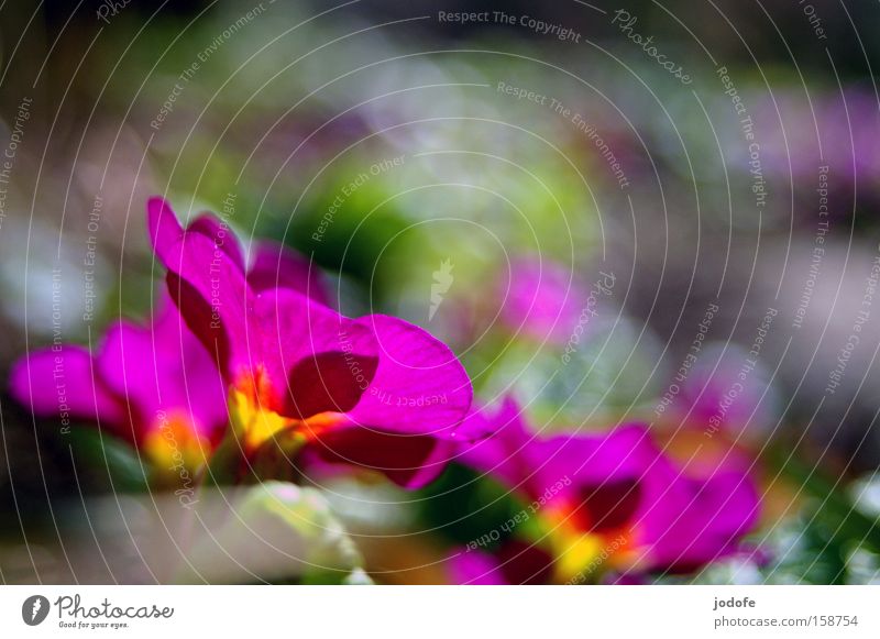 spring Colour photo Multicoloured Exterior shot Close-up Macro (Extreme close-up) Aerial photograph Deserted Copy Space top Day Shadow Sunlight Sunbeam