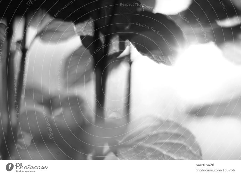 Mint uncoloured Black & white photo Close-up Macro (Extreme close-up) Deserted Day Back-light Shallow depth of field Herbs and spices Leaf Fragrance Delicious