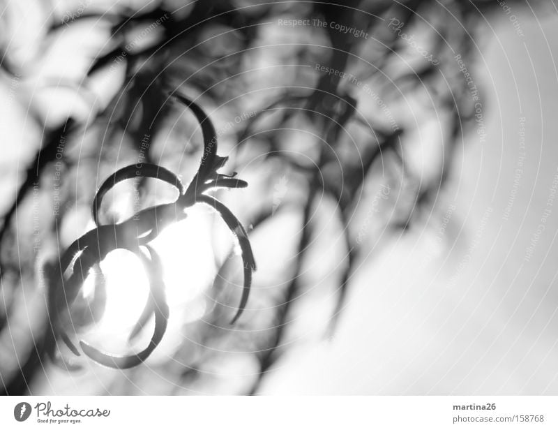 rosemary Black & white photo Close-up Macro (Extreme close-up) Deserted Sunlight Back-light Shallow depth of field Herbs and spices Nutrition Fragrance Optimism