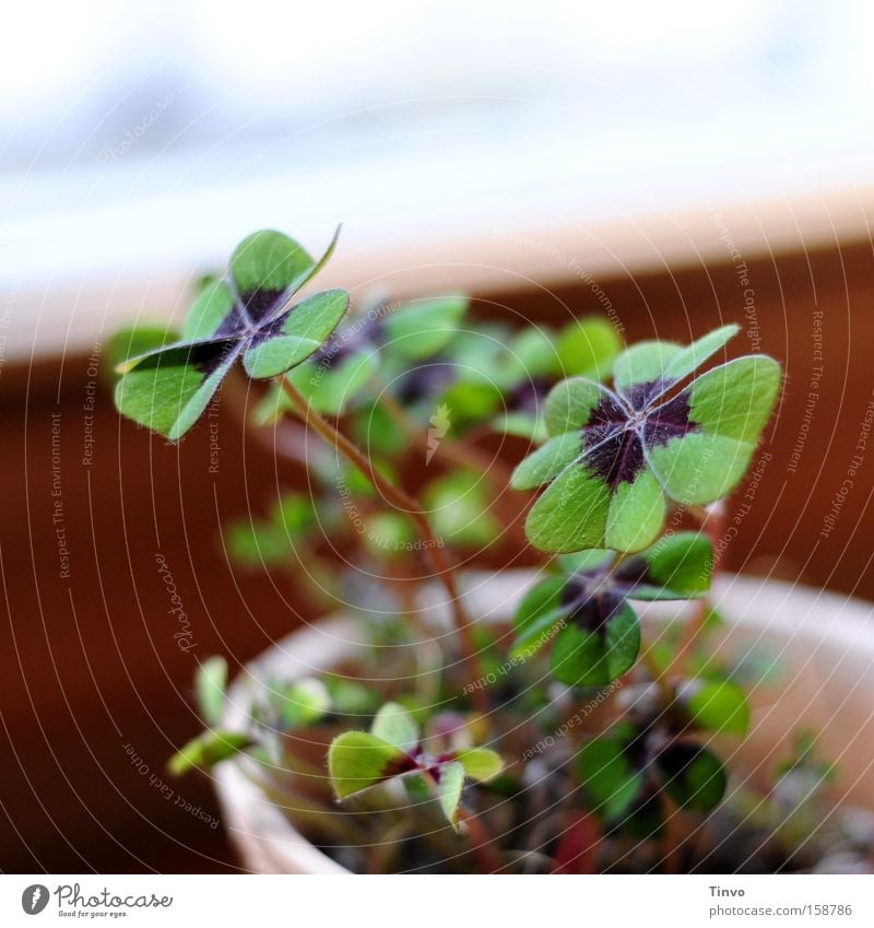 lucky clover Four-leafed clover Sorrel Four-leaved Heart-shaped Good luck charm Ornamental plant Cloverleaf Delicate Desire Hope Happiness Contentment Happy