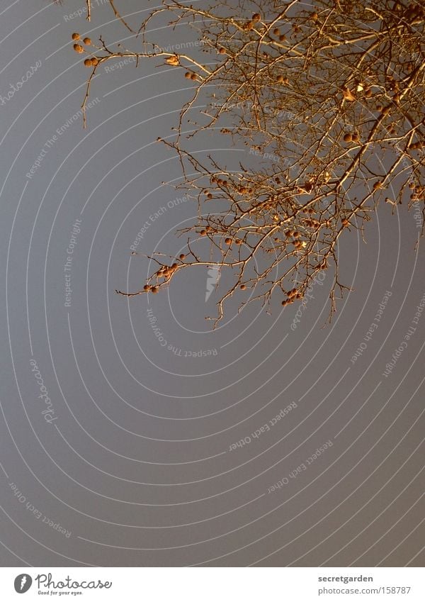 in the secret garden Tree Sky Beautiful weather Autumn Winter Cold Lunch hour Nature Branch Branched Sphere Park Chestnut tree Structures and shapes Network