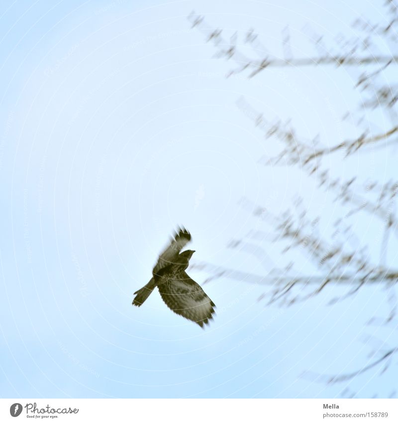 landing approach Aviation Sky Tree Bird Movement Flying Blue Hawk Common buzzard Branch Twig Branchage Bird of prey Colour photo Exterior shot Deserted