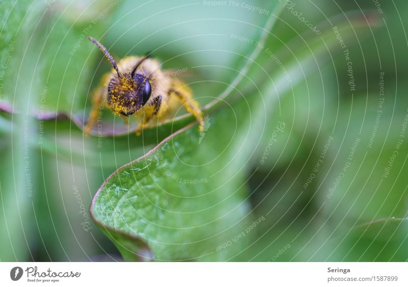 looks here Environment Nature Landscape Plant Animal Spring Flower Grass Bushes Garden Park Meadow Wild animal Fly Bee Animal face Wing 1 Flying Pierce Leaf