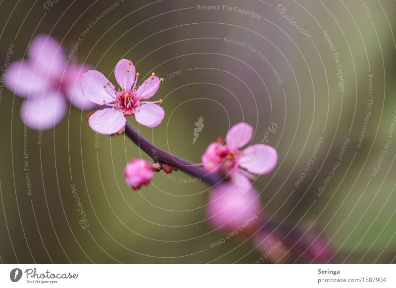 blood plum or something... Environment Nature Landscape Plant Animal Tree Bushes Leaf Blossom Wild plant Garden Park Blossoming Brown Yellow Green Violet Pink