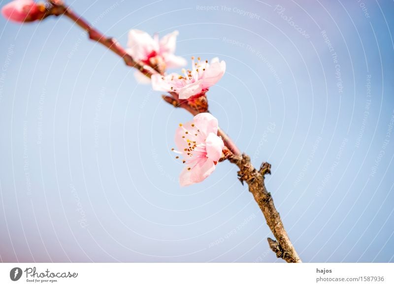 Peach tree, blossom in spring Plant Spring Tree Blossom Blossoming Pink Prunus persica Splendid March Spring flowering plant Seasons Fruit trees Germany