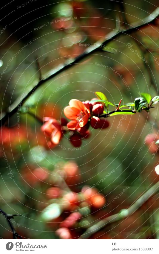 Blossom Environment Nature Plant Elements Spring Beautiful weather Tree Flower Chaenomeles japonica Rosaceae Garden Park Field Esthetic Happiness Warmth