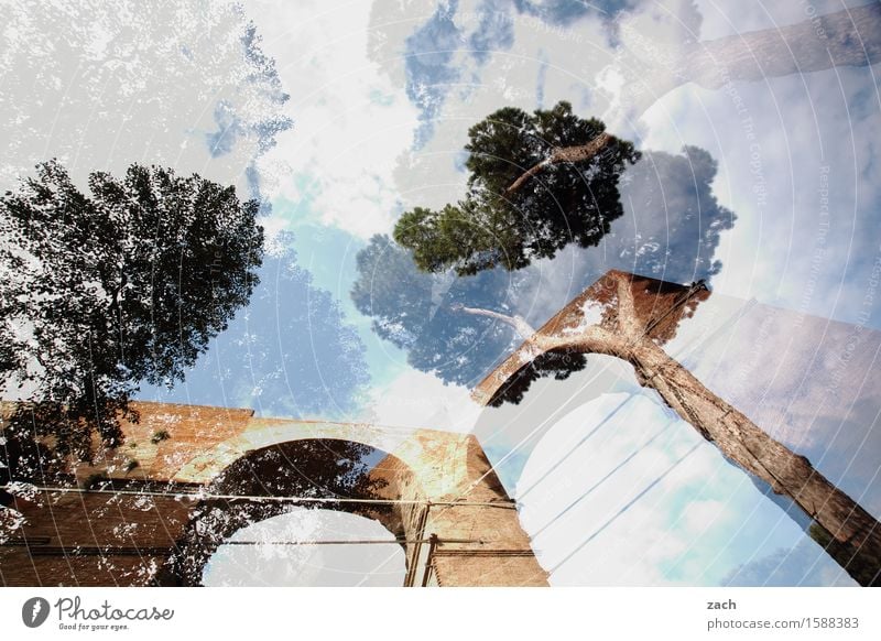 under the pines Vacation & Travel Nature Sky Clouds Plant Tree Stone pine Tree trunk Rome Italy Town Capital city Old town Places Gate Door Historic