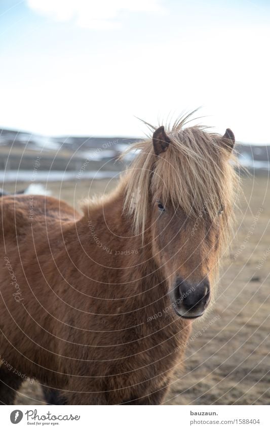 hans. Leisure and hobbies Ride Equestrian sports Environment Nature Landscape Earth Sky Clouds Sun Beautiful weather Snow Grass Meadow Iceland Animal Horse