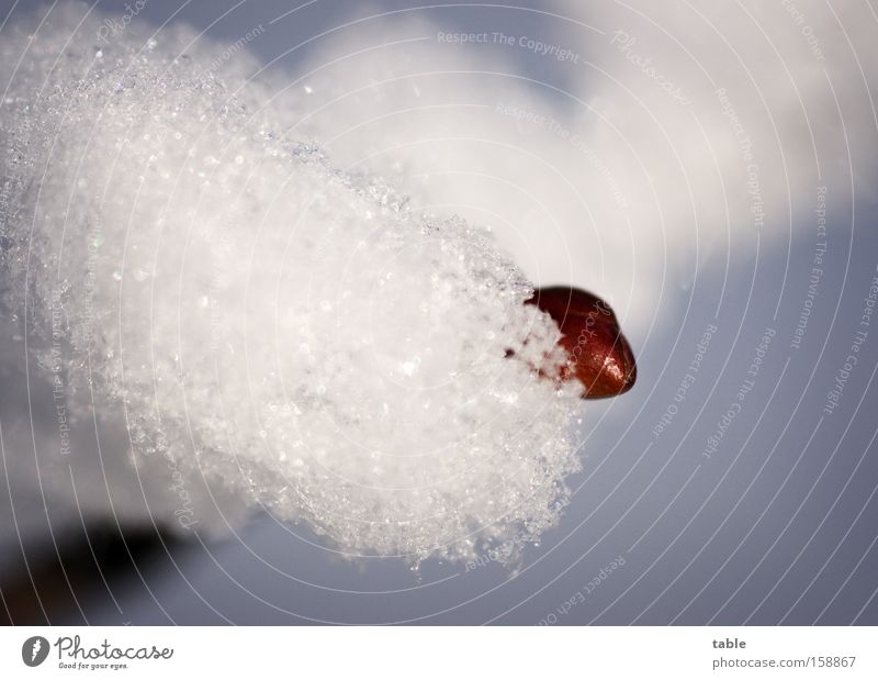 optimist Winter Spring Hope Cold Warmth White Growth Sky Joy Macro (Extreme close-up) Close-up Snow Bud Crystal structure