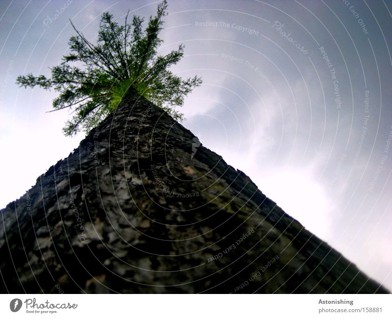 to heaven? - You'll grow into it! Nature Sky Clouds Tree Wood Growth Height Tree trunk Coniferous trees Tree bark Branch Branchage Twig Colour photo