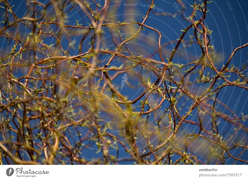 Salix matsudana Spring Garden Sky Garden plot Light Deserted Sun Copy Space Plant Warmth Willow tree Willow-tree Willow corkscrew Depth of field