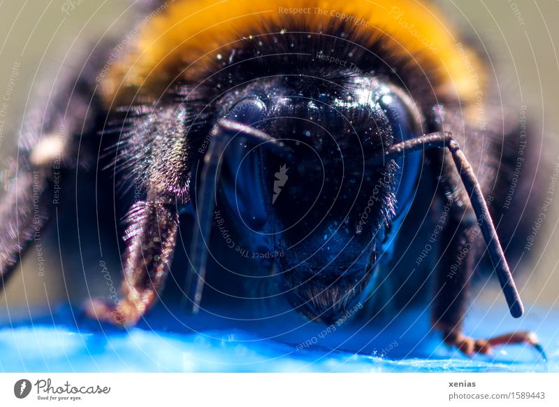 Head of a bumblebee queen as macro shot Bumble bee bomb Compound eye Nature Animal Spring Summer Blossom Pollen Bee Pelt Feeler Legs ocellen Mandible 1 Blue