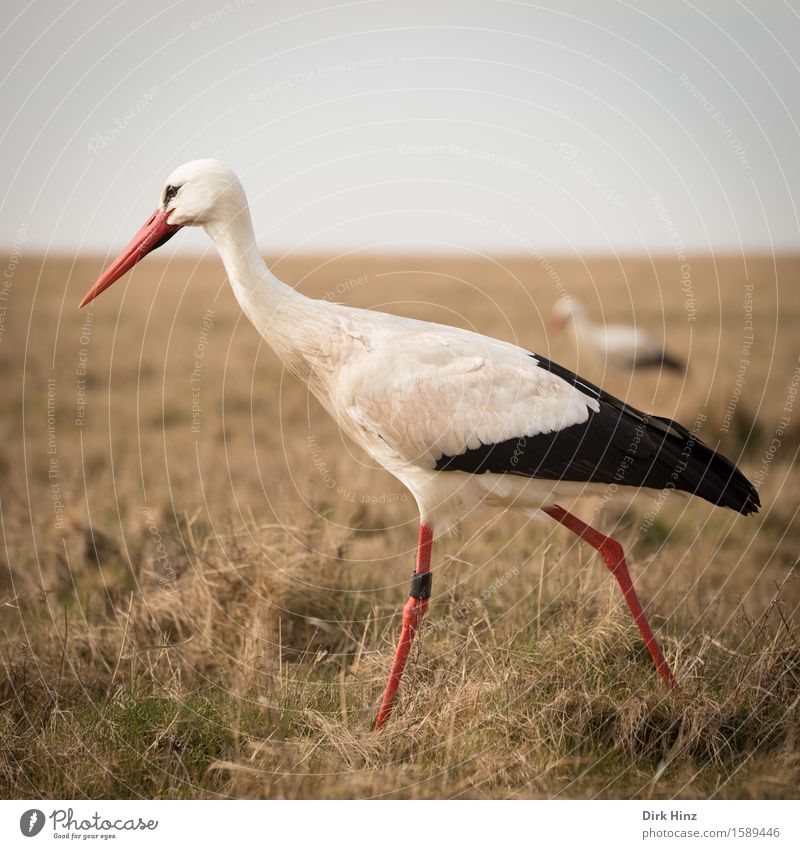 Stork II Wild animal Bird 2 Animal Brown Elegant Horizon Tourism Environment Environmental protection Vacation & Travel St. Peter-Ording North Frisland Birthday