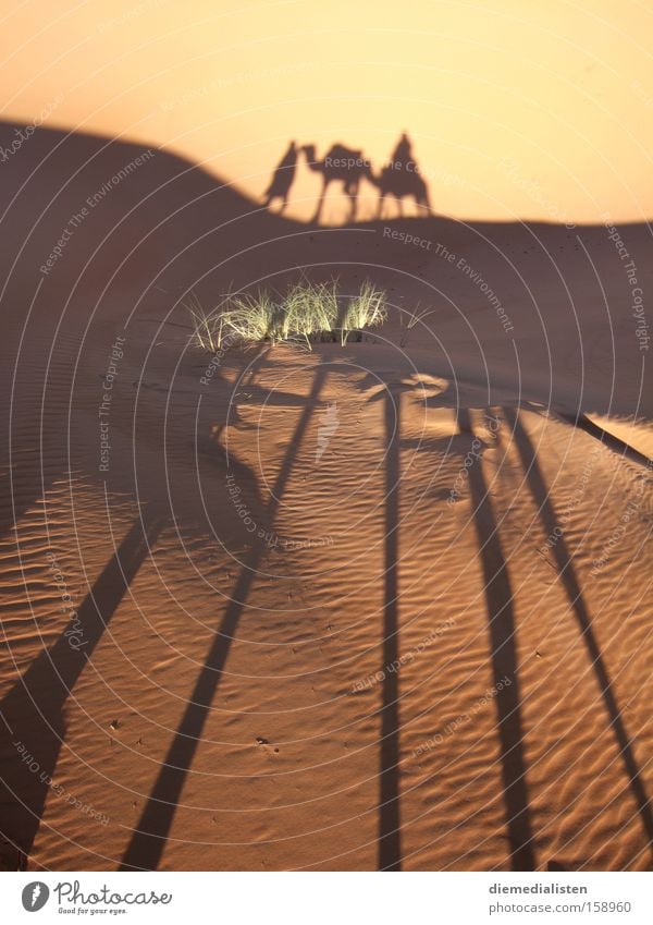 in the morning Sahara Desert Camel Dromedary Shadow Warmth Berber Morocco Merzouga Morning Long-legged Long-haired Shadow play Sun Africa Earth Sand