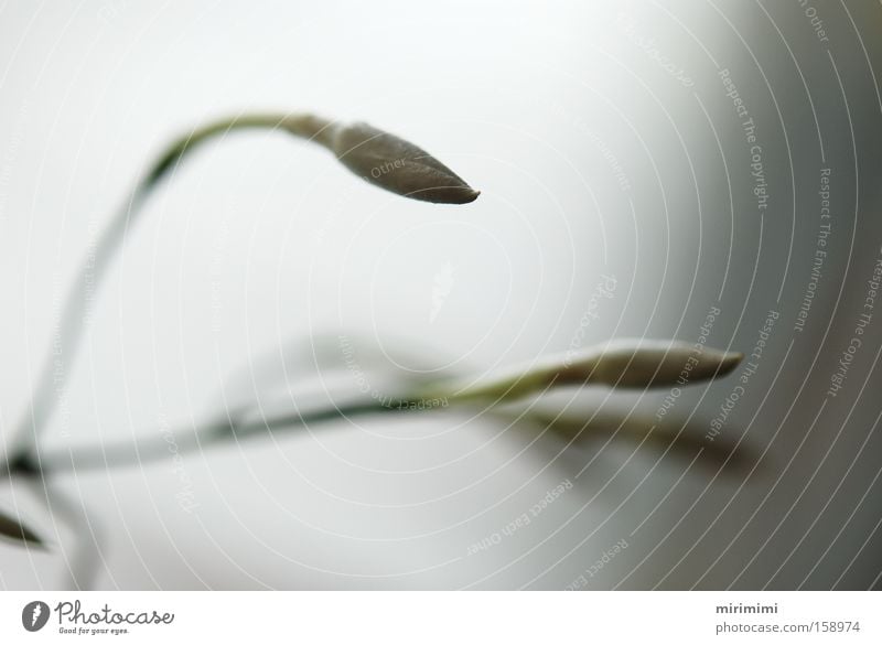 Yasmin II White Blossom Blur Plant Bud Flower Macro (Extreme close-up) Close-up Bright background